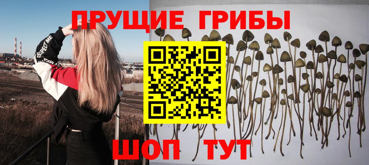 Галлюциногенные грибы Cubensis  Вход с VPN  Вышний Волочёк 